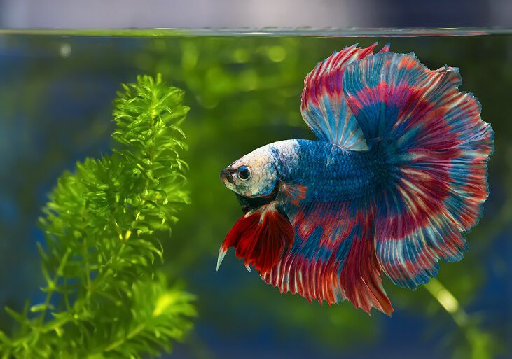 Betta fish pet supplies plus clearance